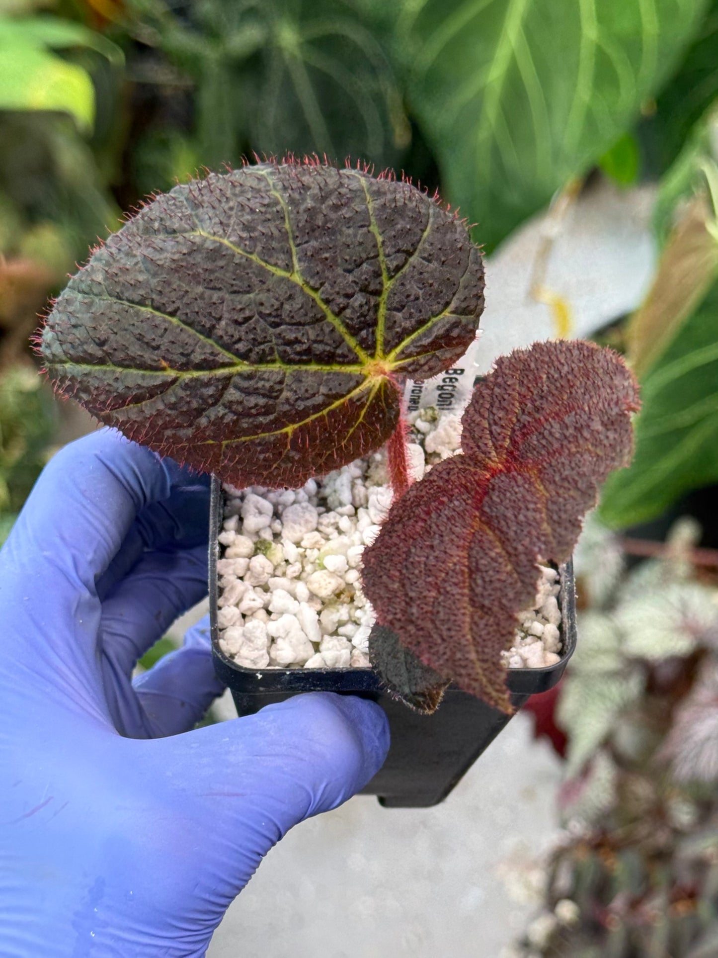 Begonia Chloroneura x Kui