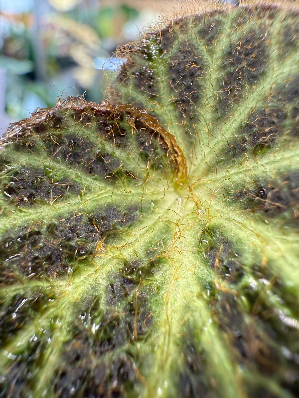 Begonia klemmei