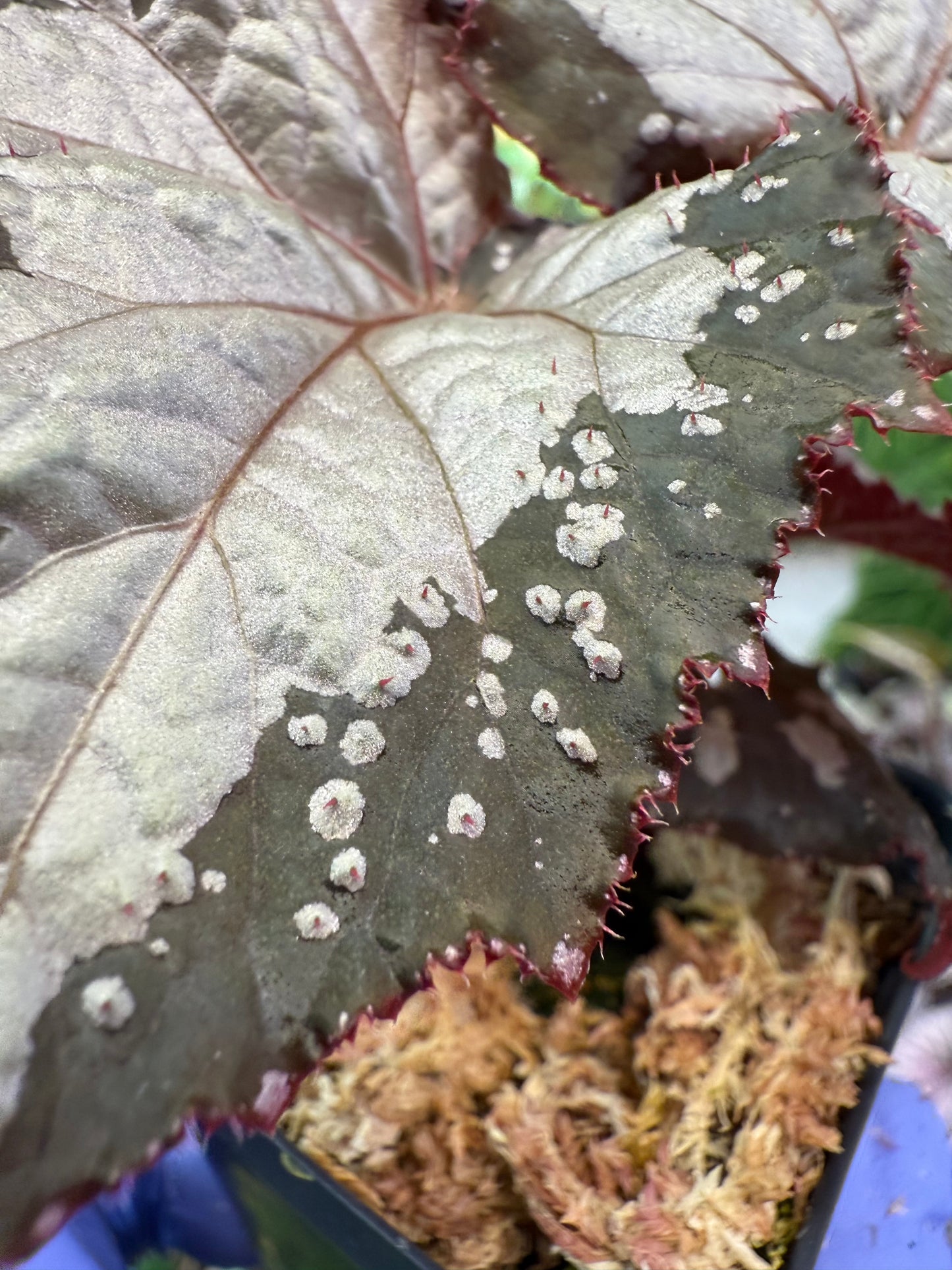 Begonia West Texas Blizzard