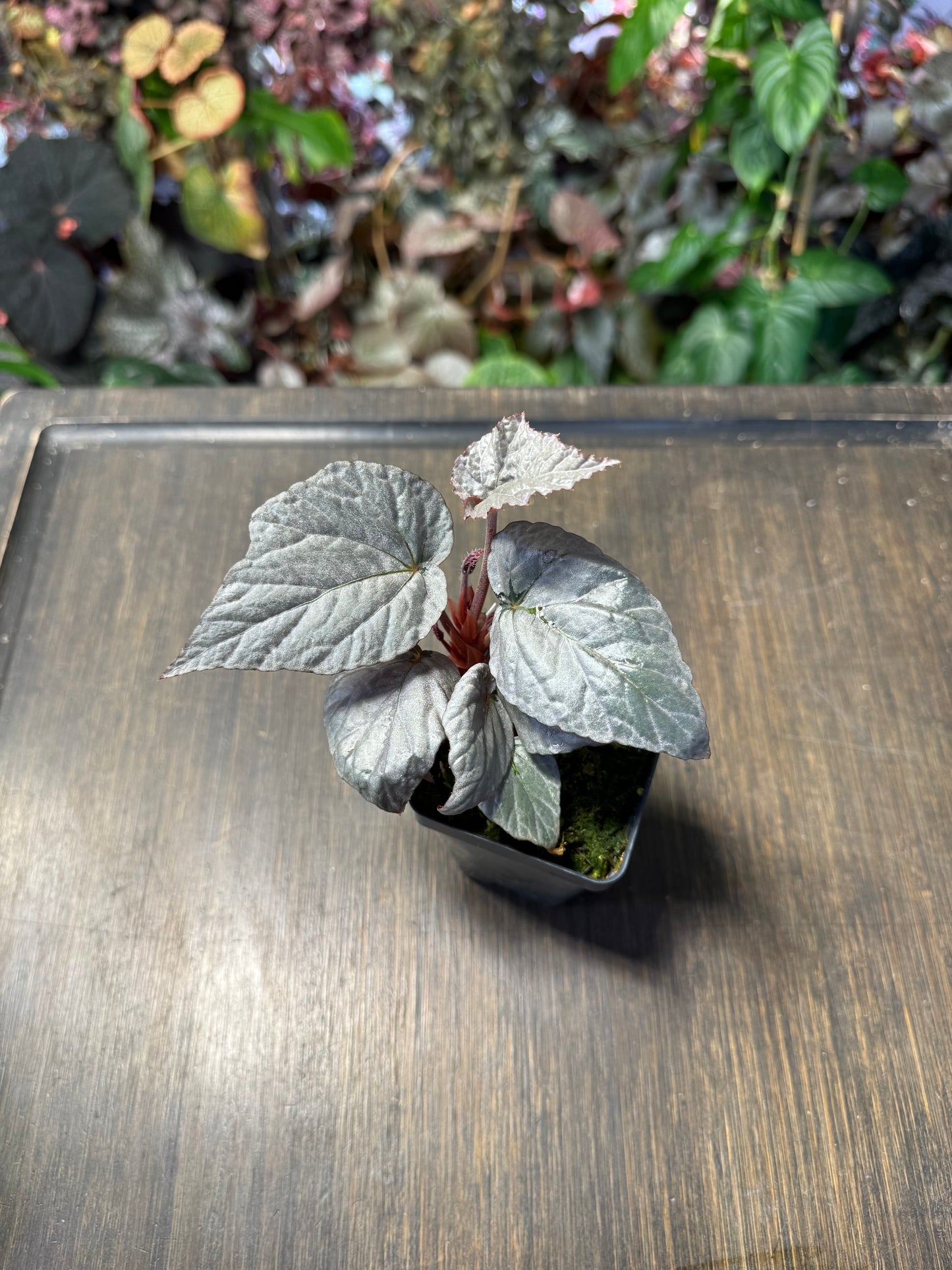Begonia Silver Limbo