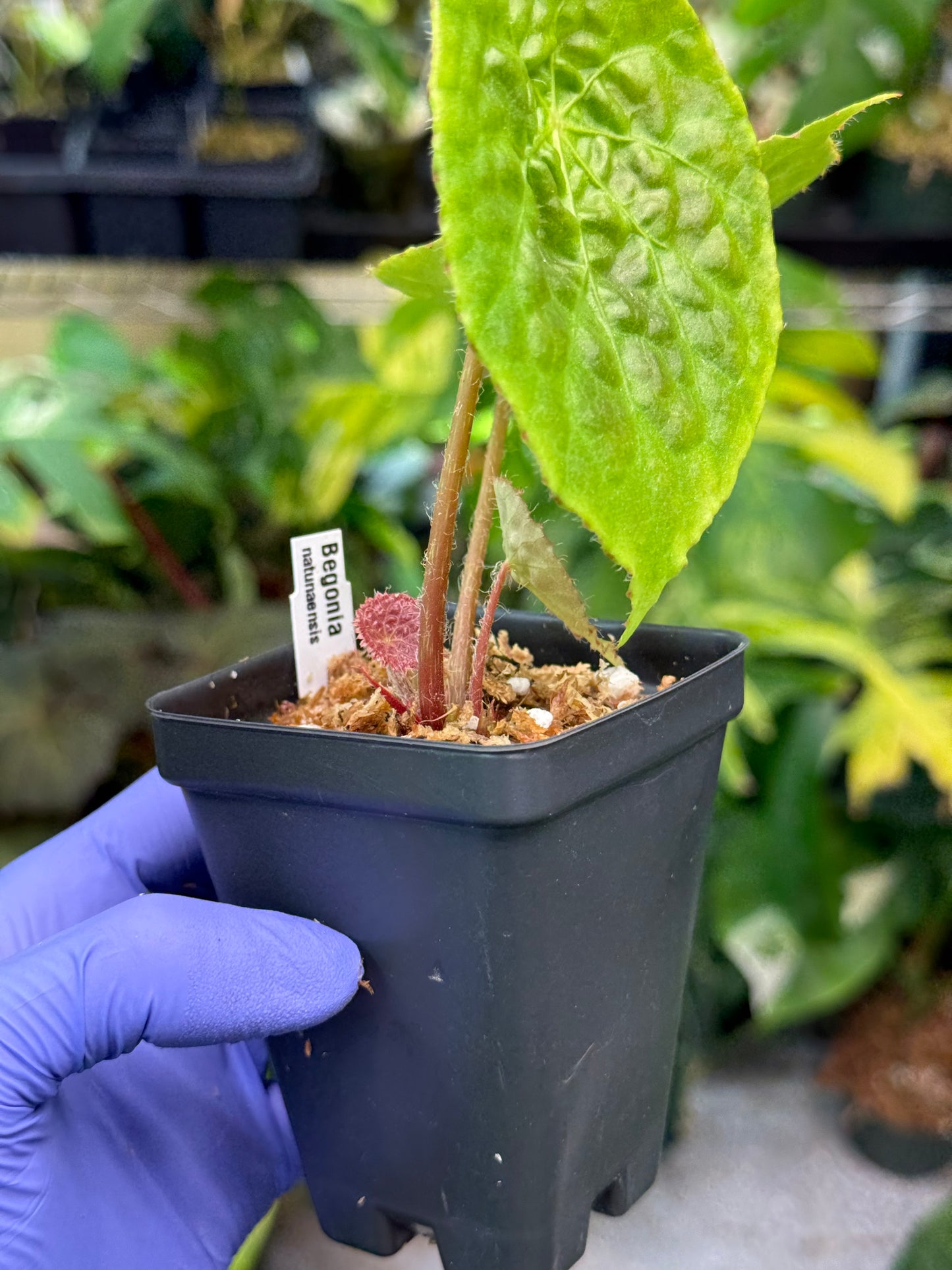 Begonia Natunaensis