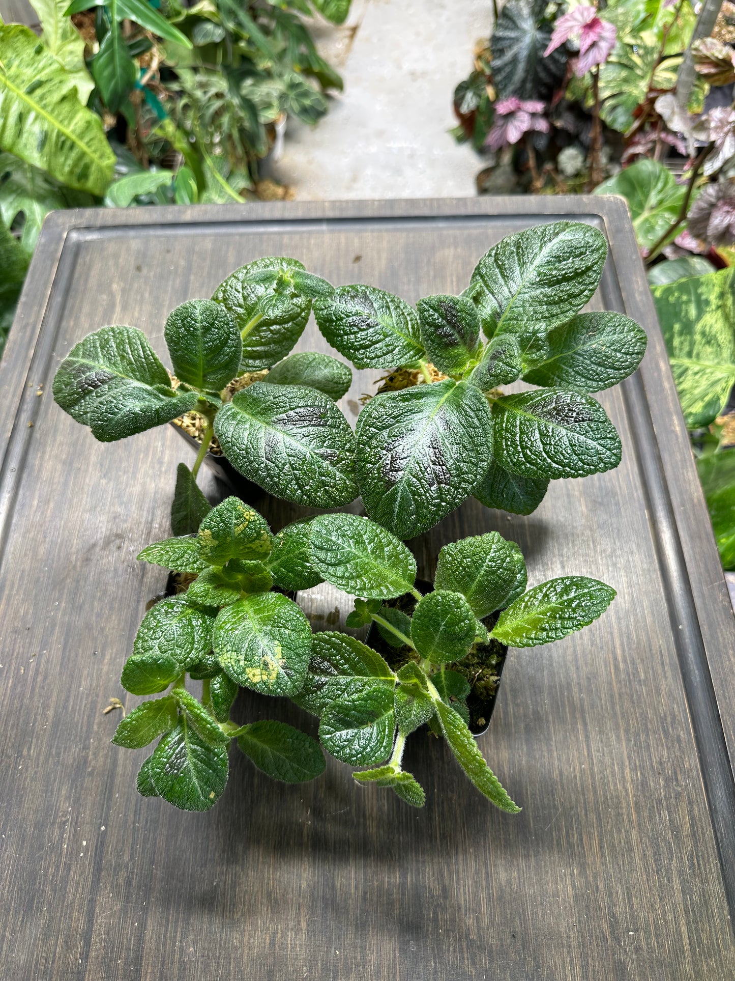 Episcia 'Slinky Pink' Houseplant