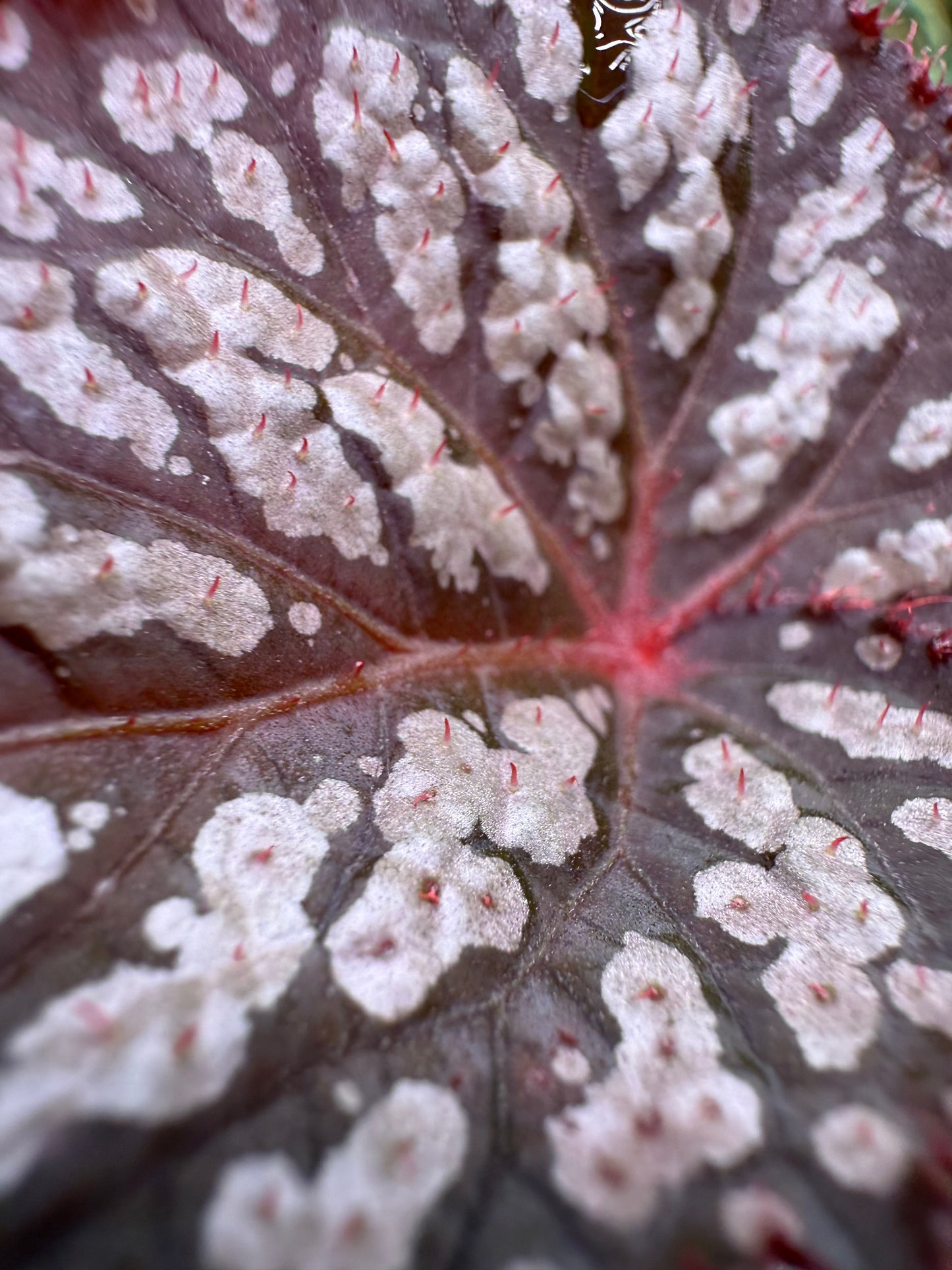 Begonia Betsy