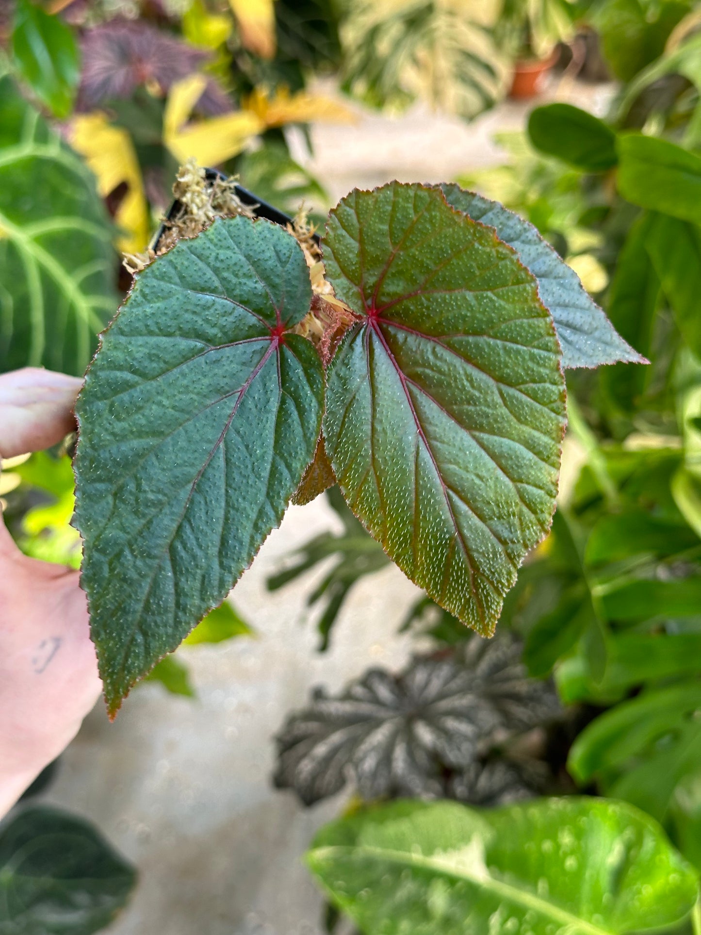 Begonia Serenity