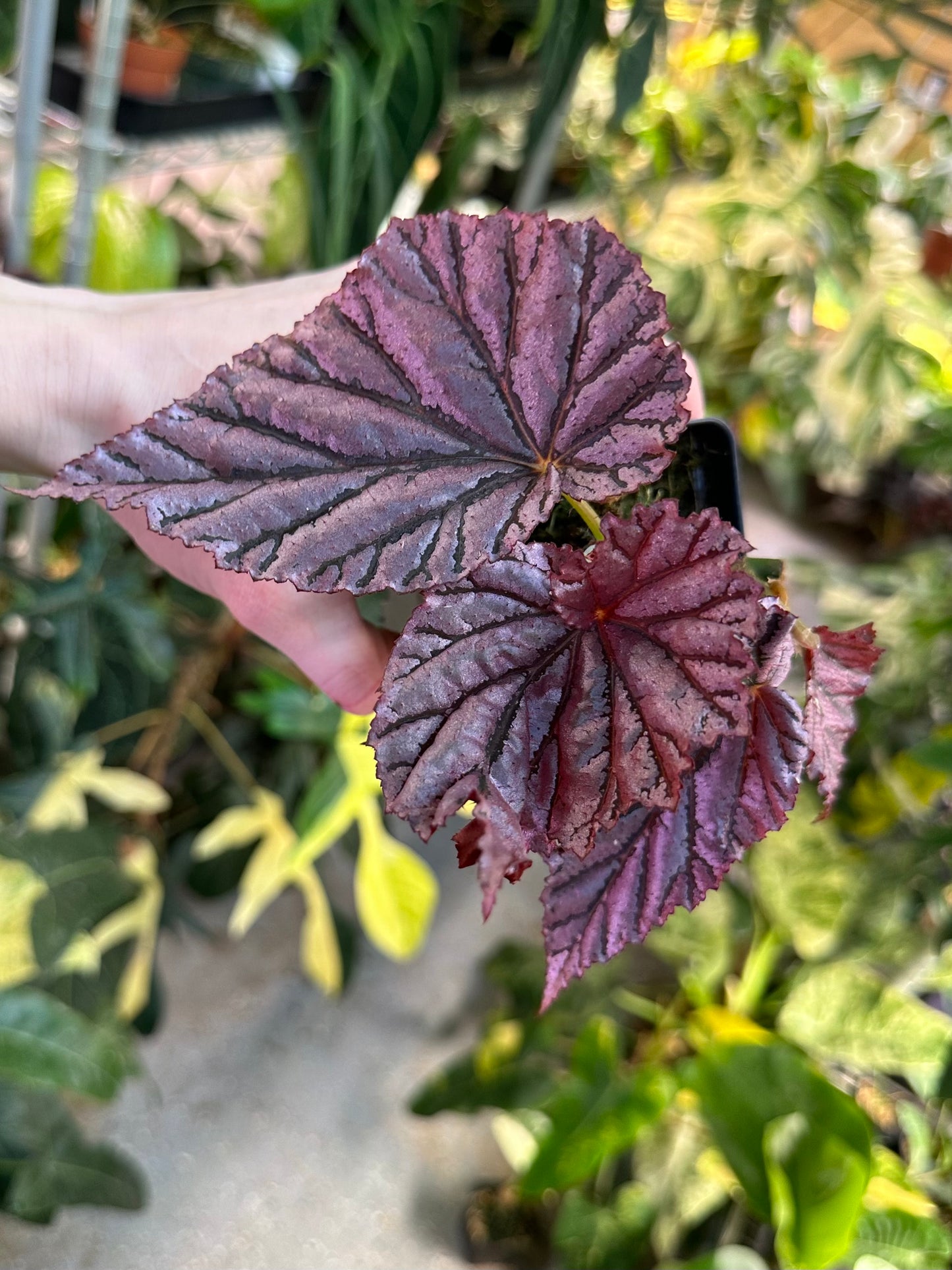 Begonia Gypsy Rose