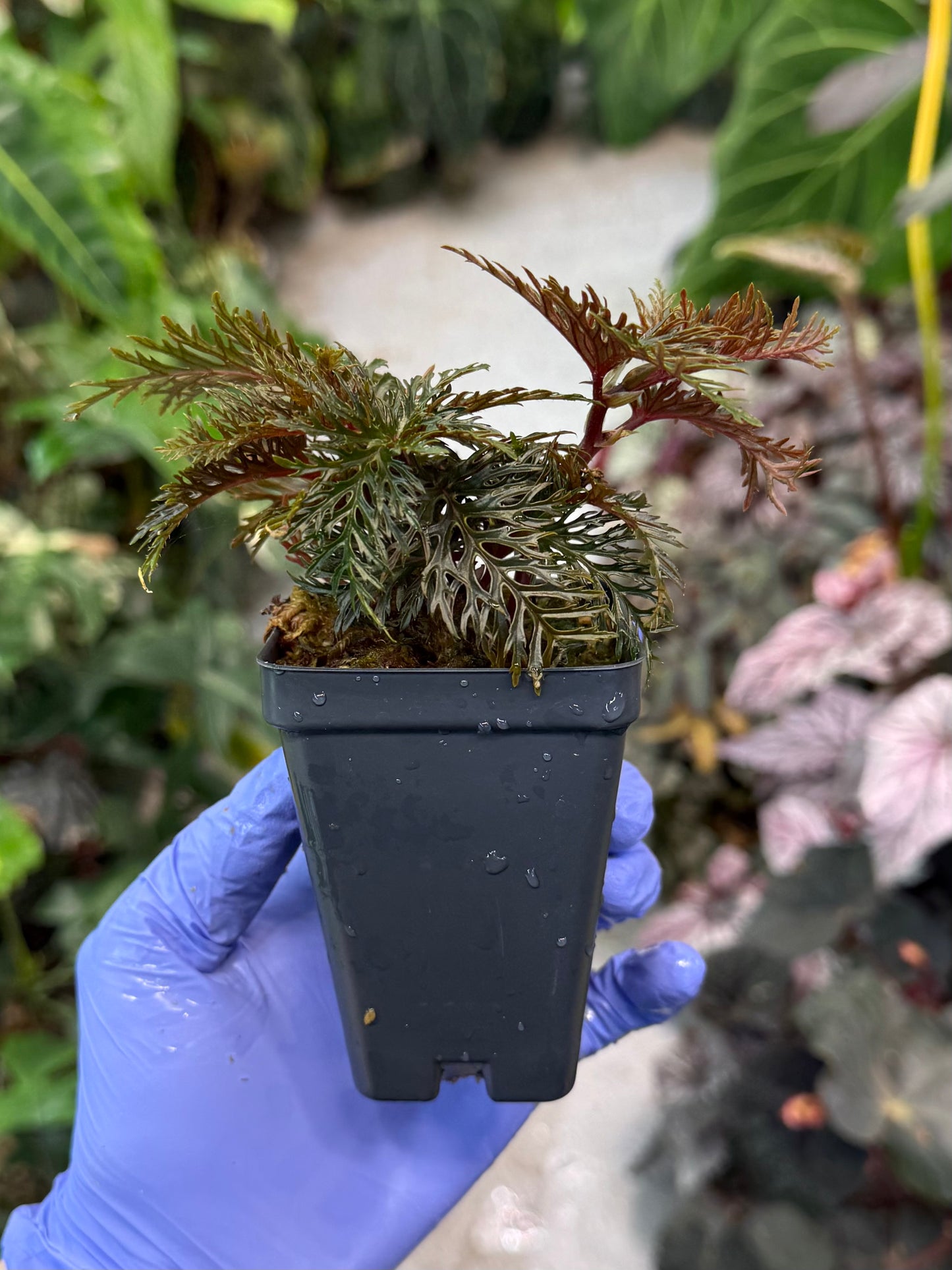 Begonia bipinnatifida