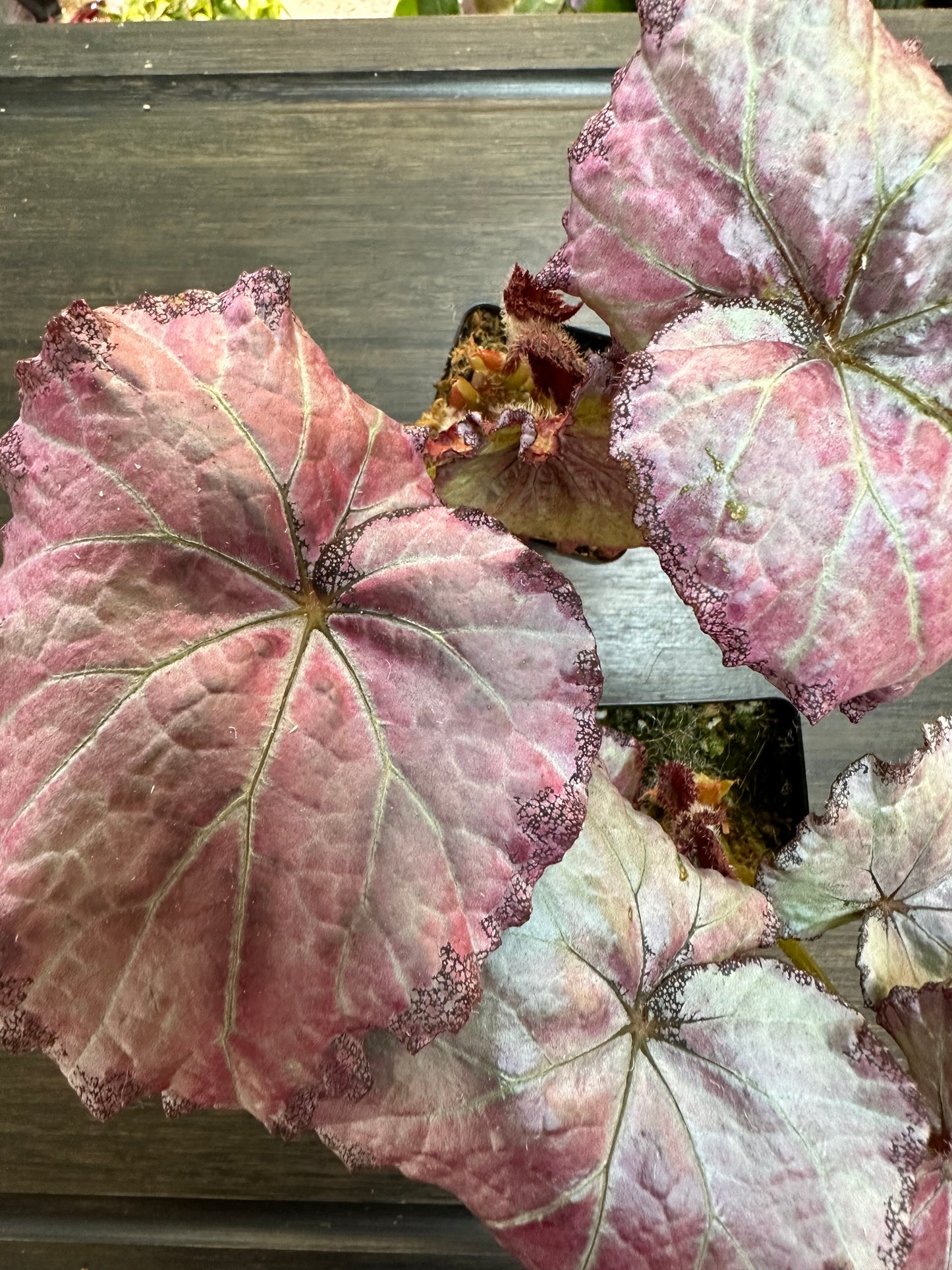 Begonia Champagne Bubbles