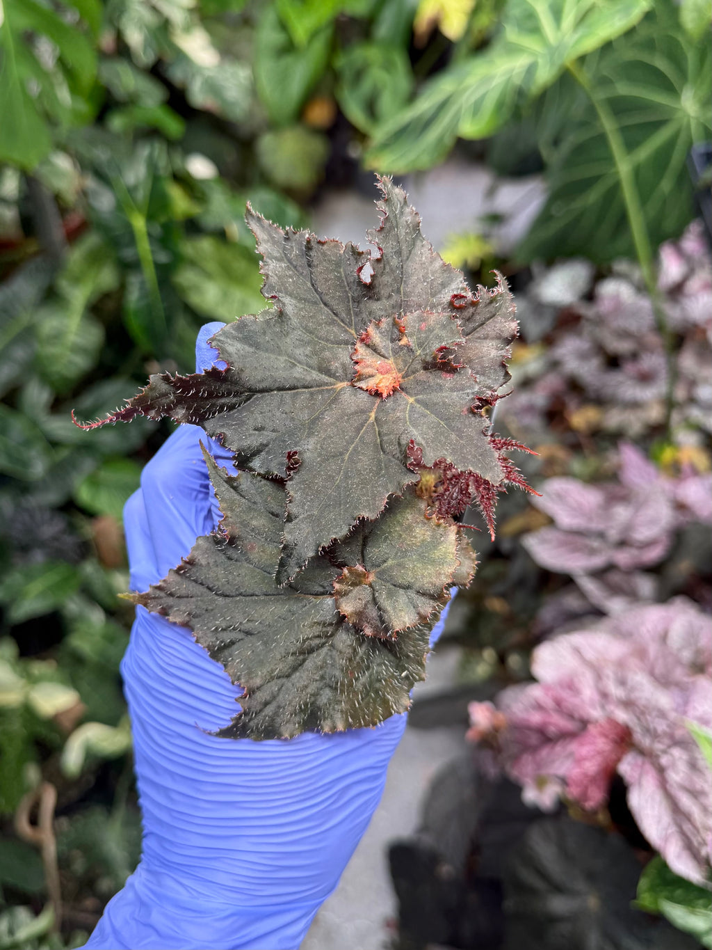 Begonia Florida Hybrid
