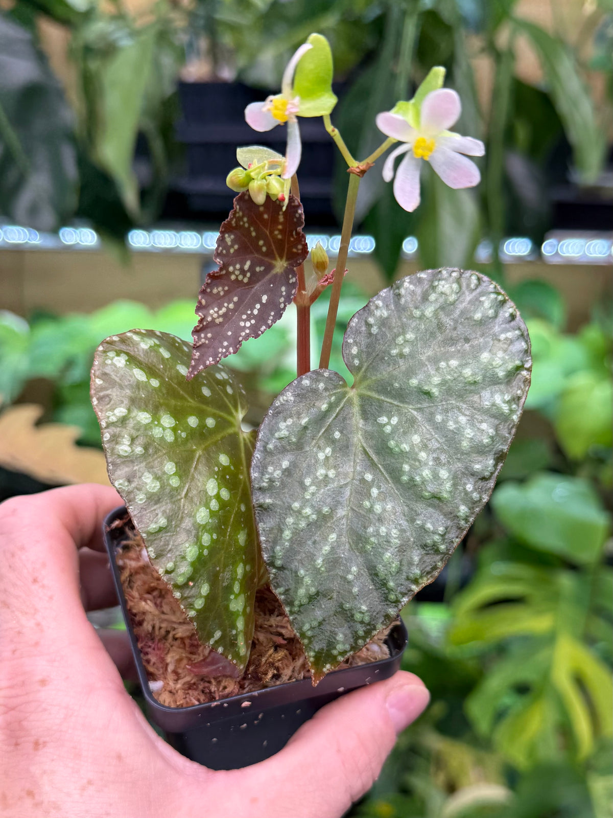 Begonia Moona