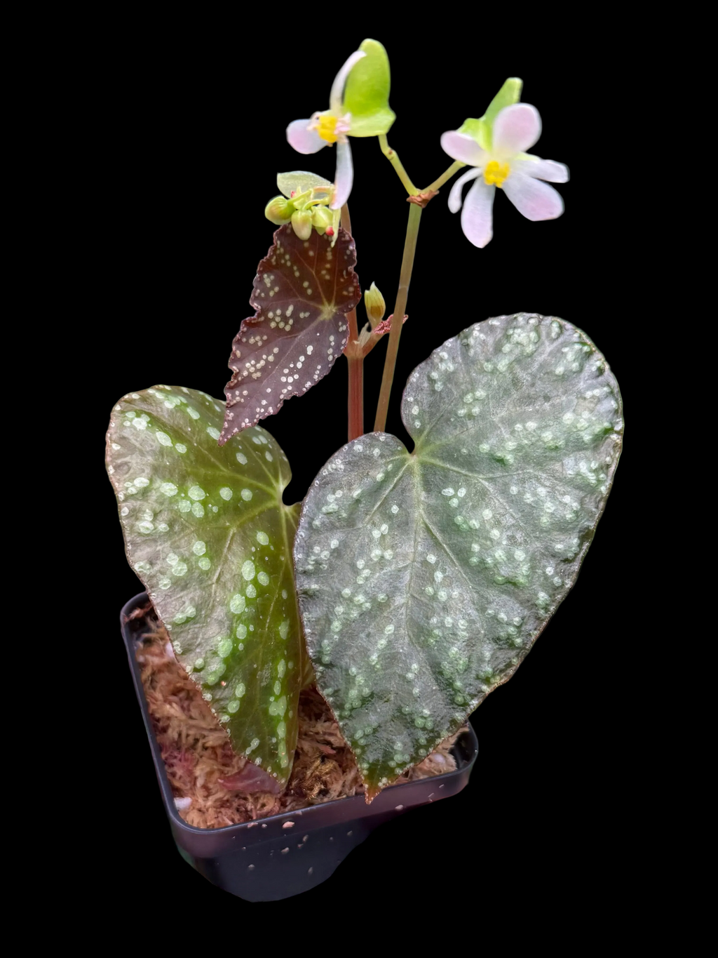 Begonia Moona