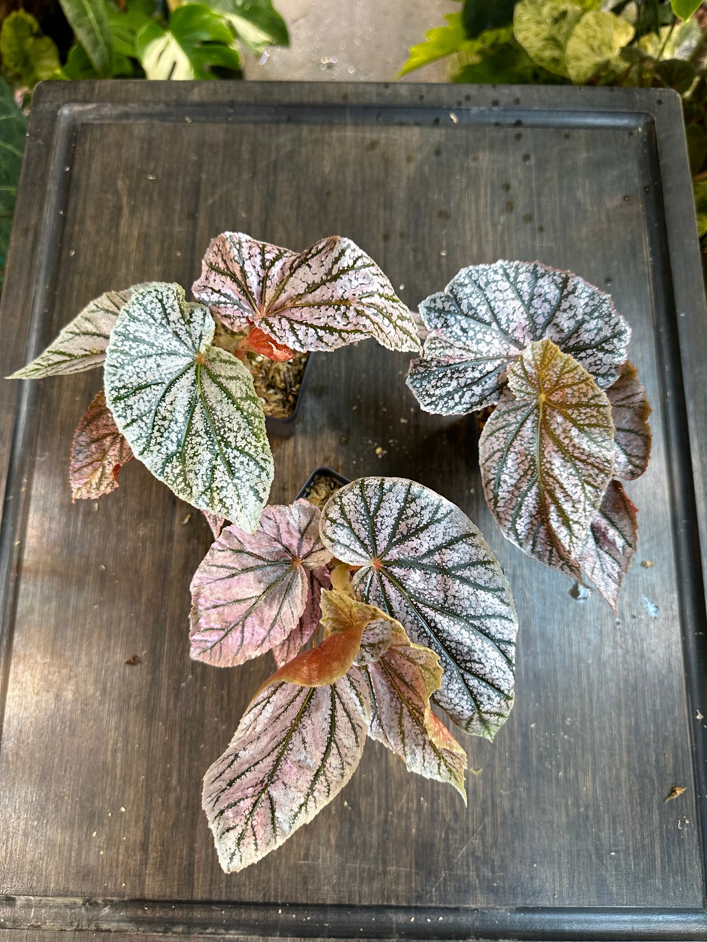 Begonia Maurice Amey