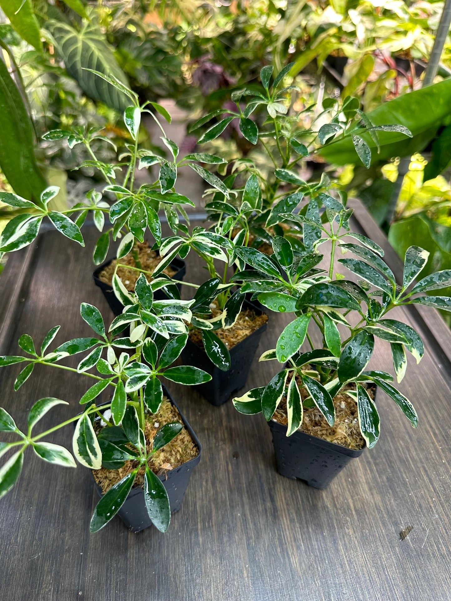 Schefflera Arboricola Variegata