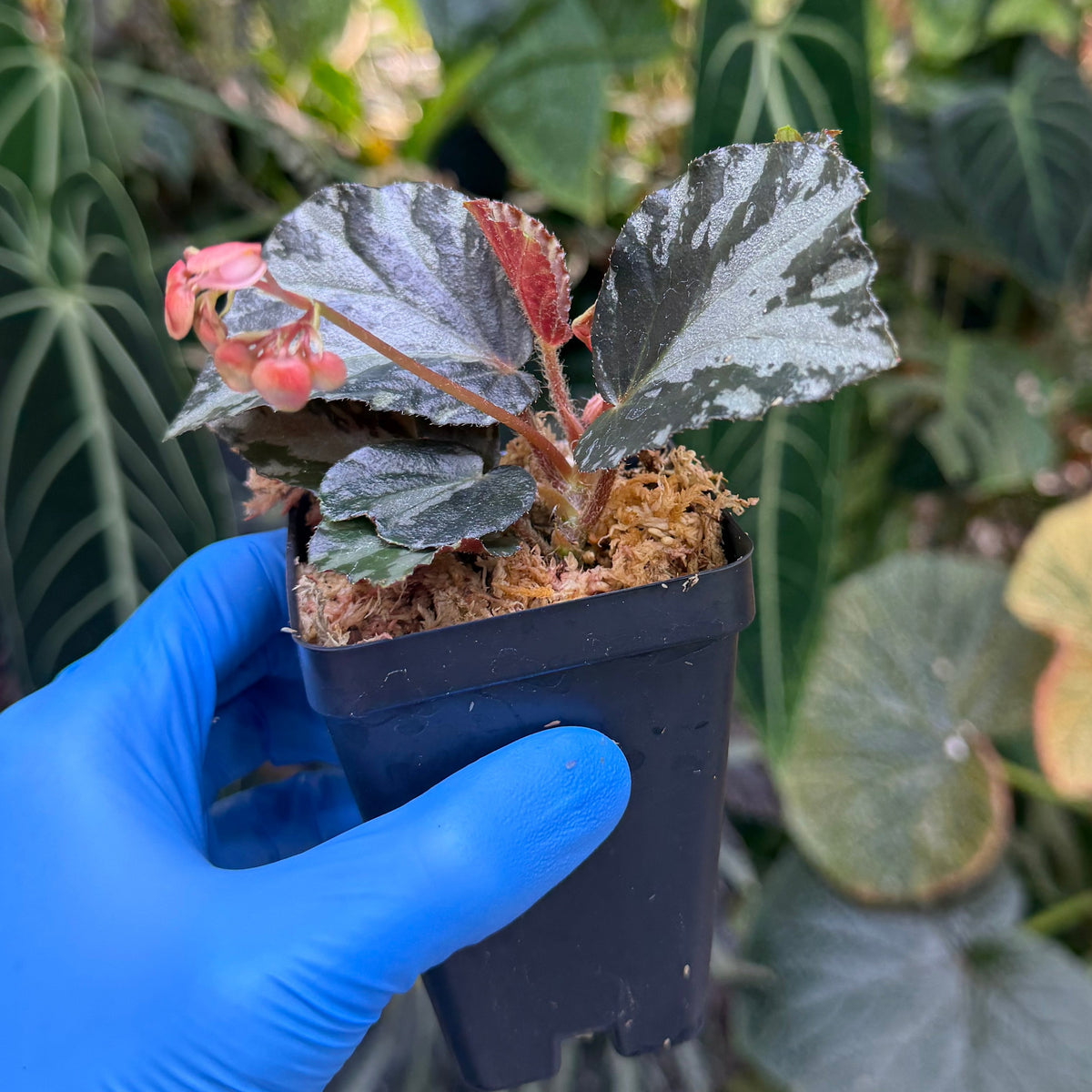 Begonia truncatifolia