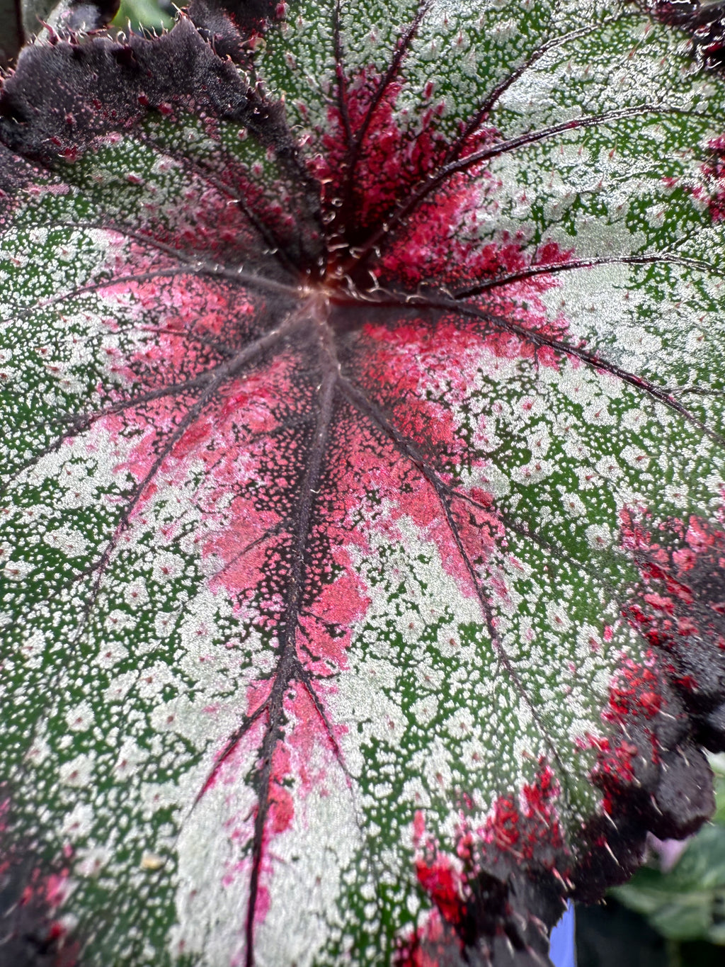 Begonia Harmony's Later Gator