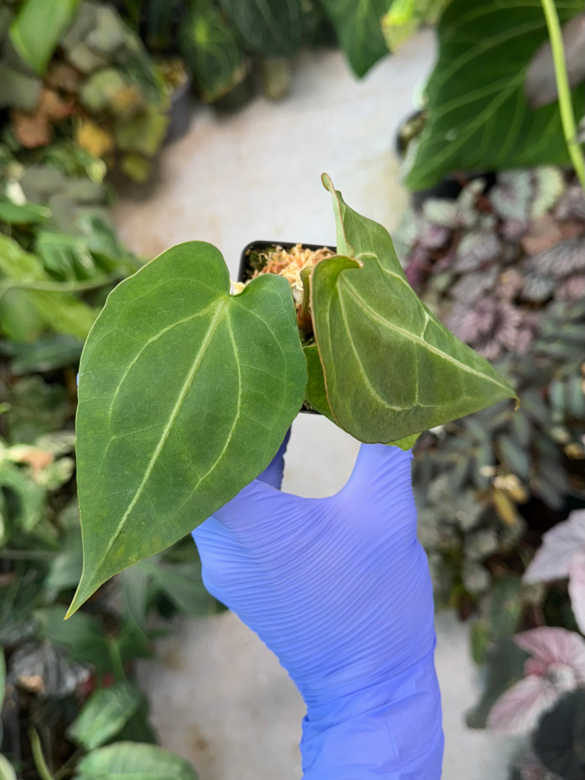 Anthurium Mag’s Spaghetii (magnificum x forgetii)