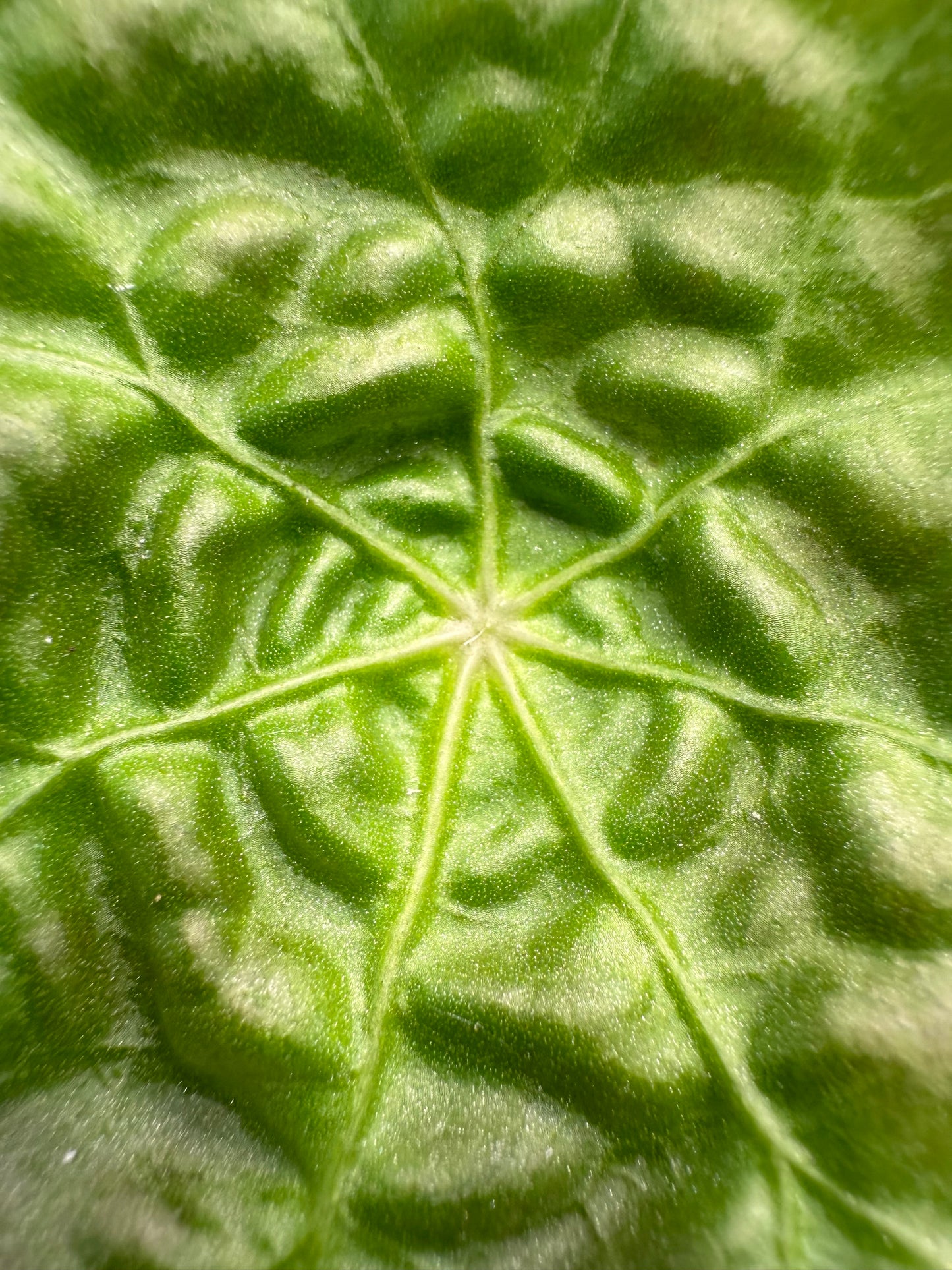 Begonia Natunaensis