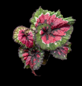 Begonia Macarena