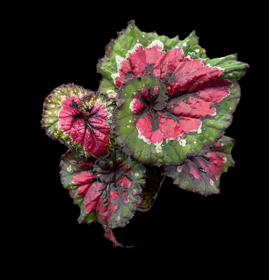 Begonia Macarena