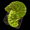 Begonia Melanobullata begonia plant in pot