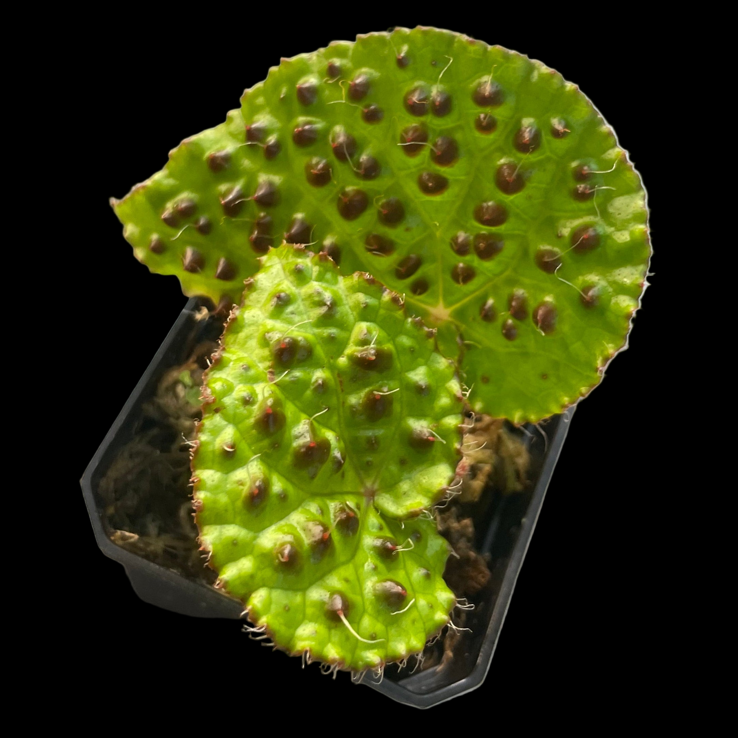 Begonia Melanobullata begonia plant in pot