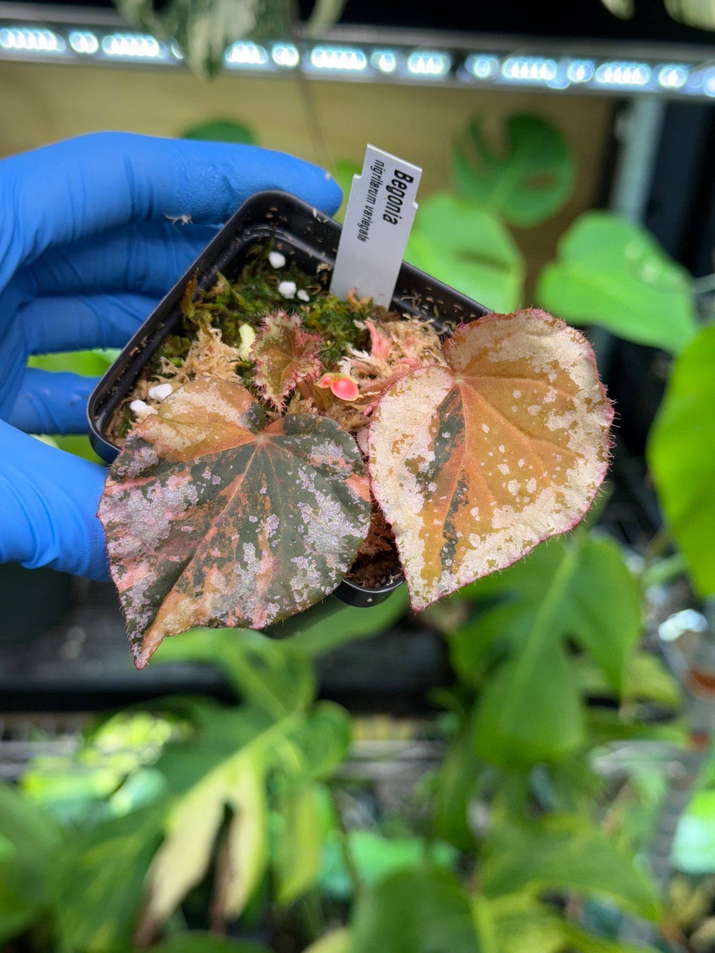 Begonia nigritarum variegated