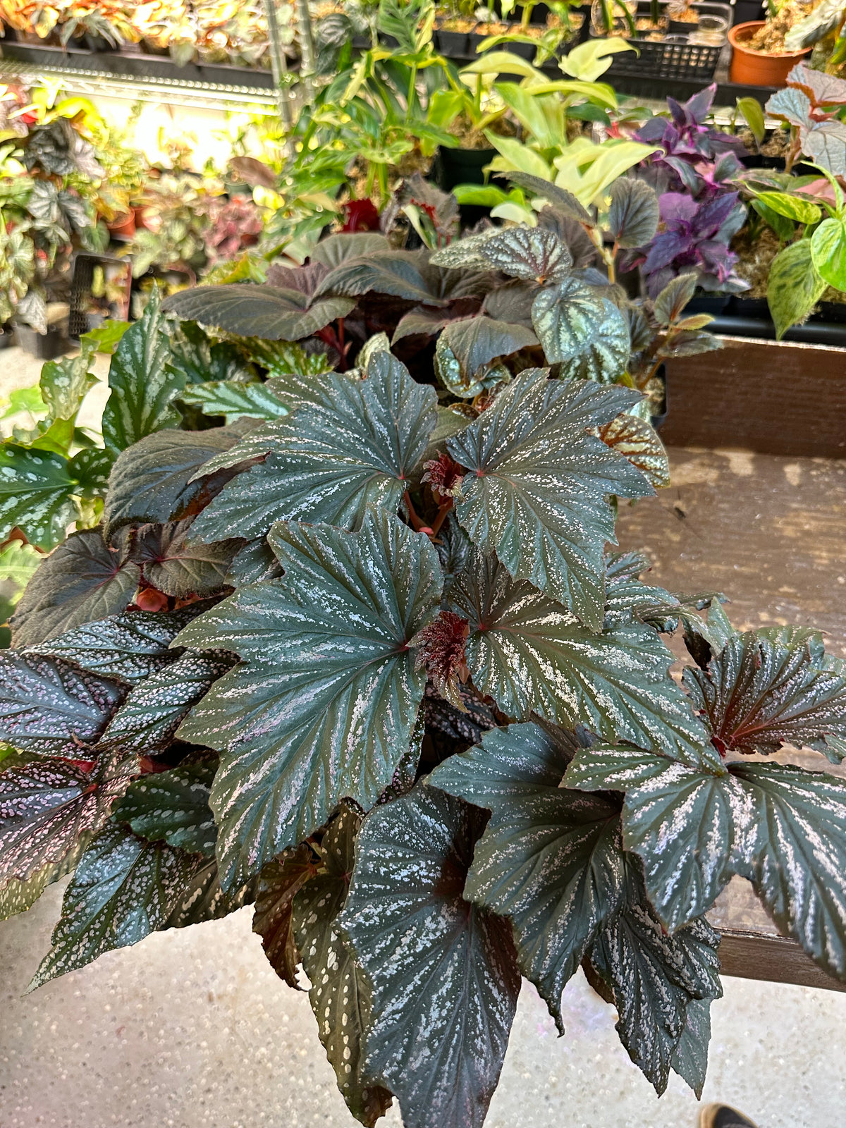 Begonia Bobbie Price