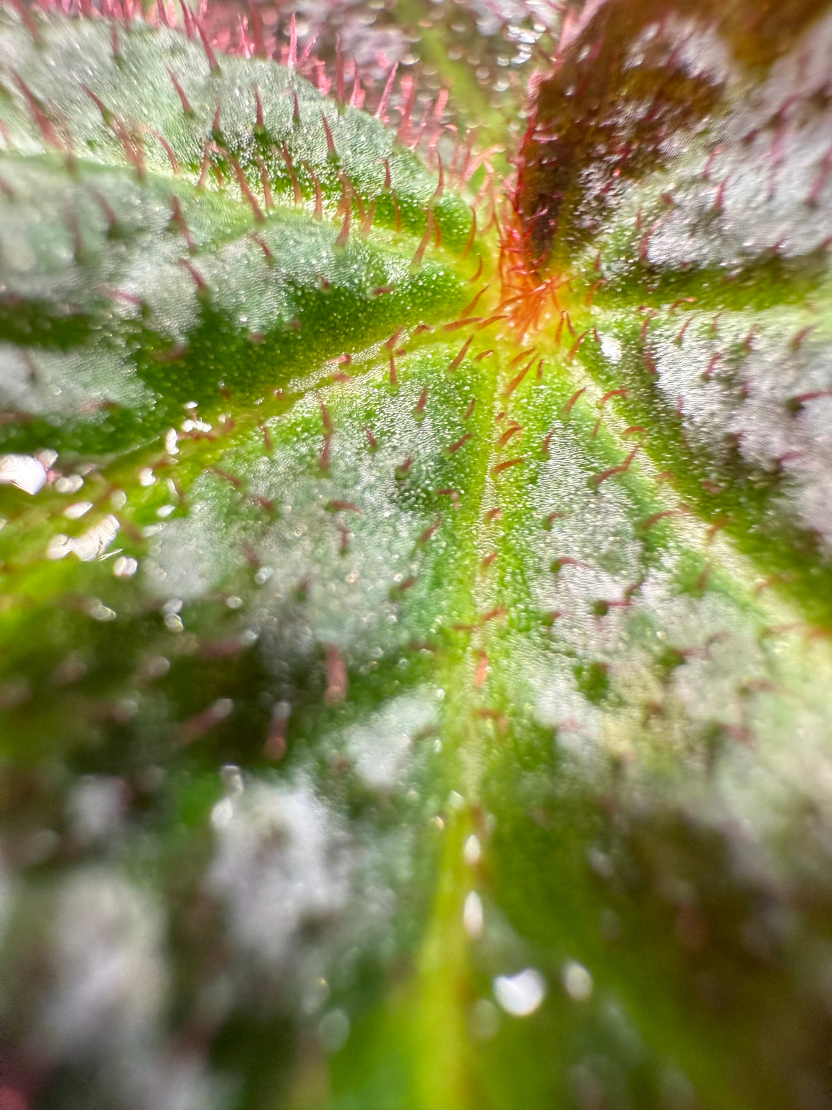 Begonia Manaus