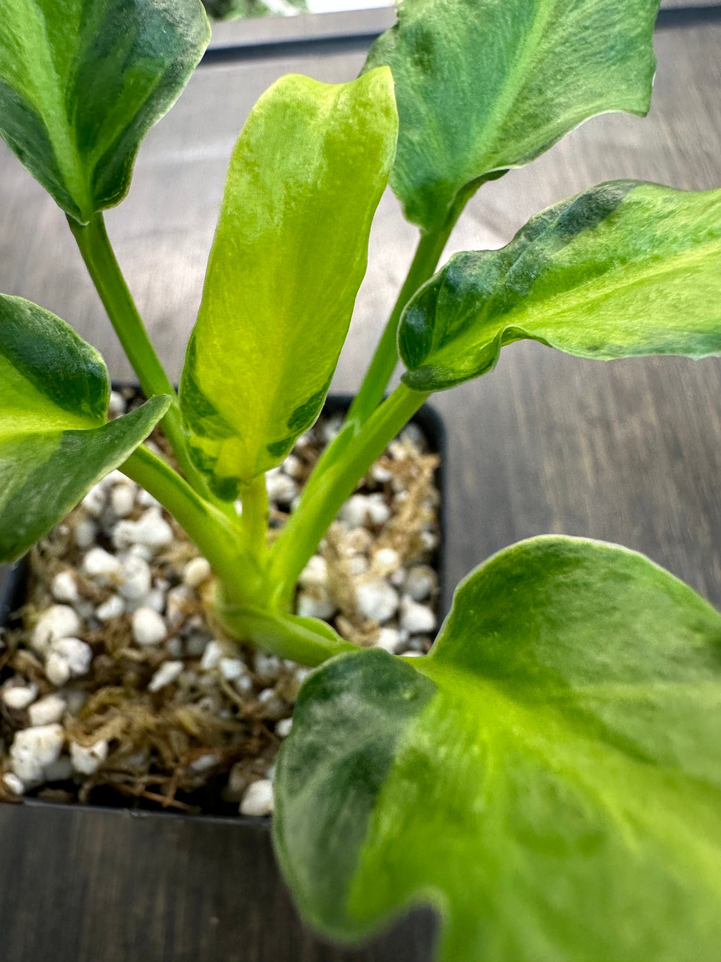 Philodendron xanadu variegata