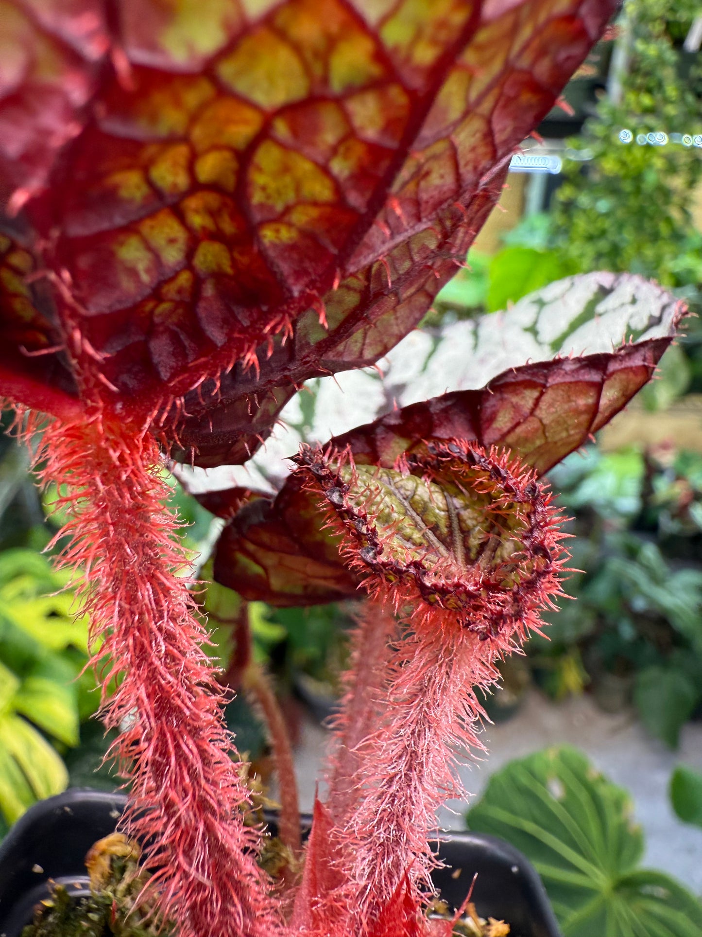 Begonia Fedor