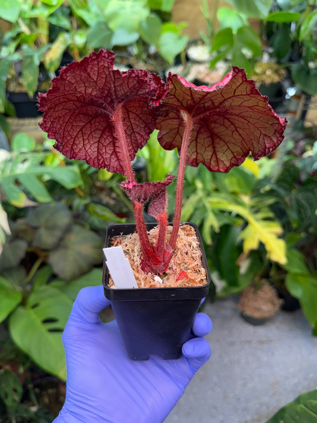 Begonia Jurassic Heartbeat