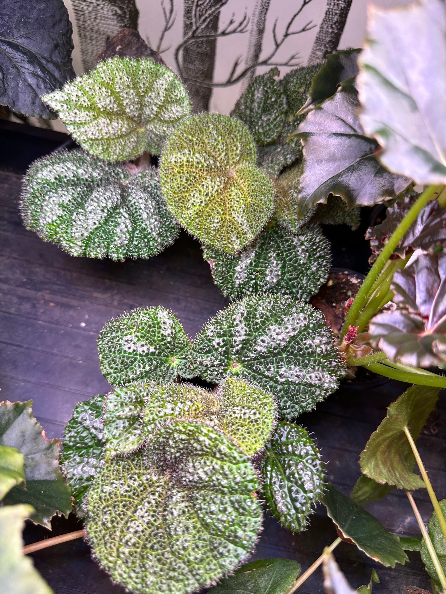 Begonia Steve's Leaves Drops of Jupiter
