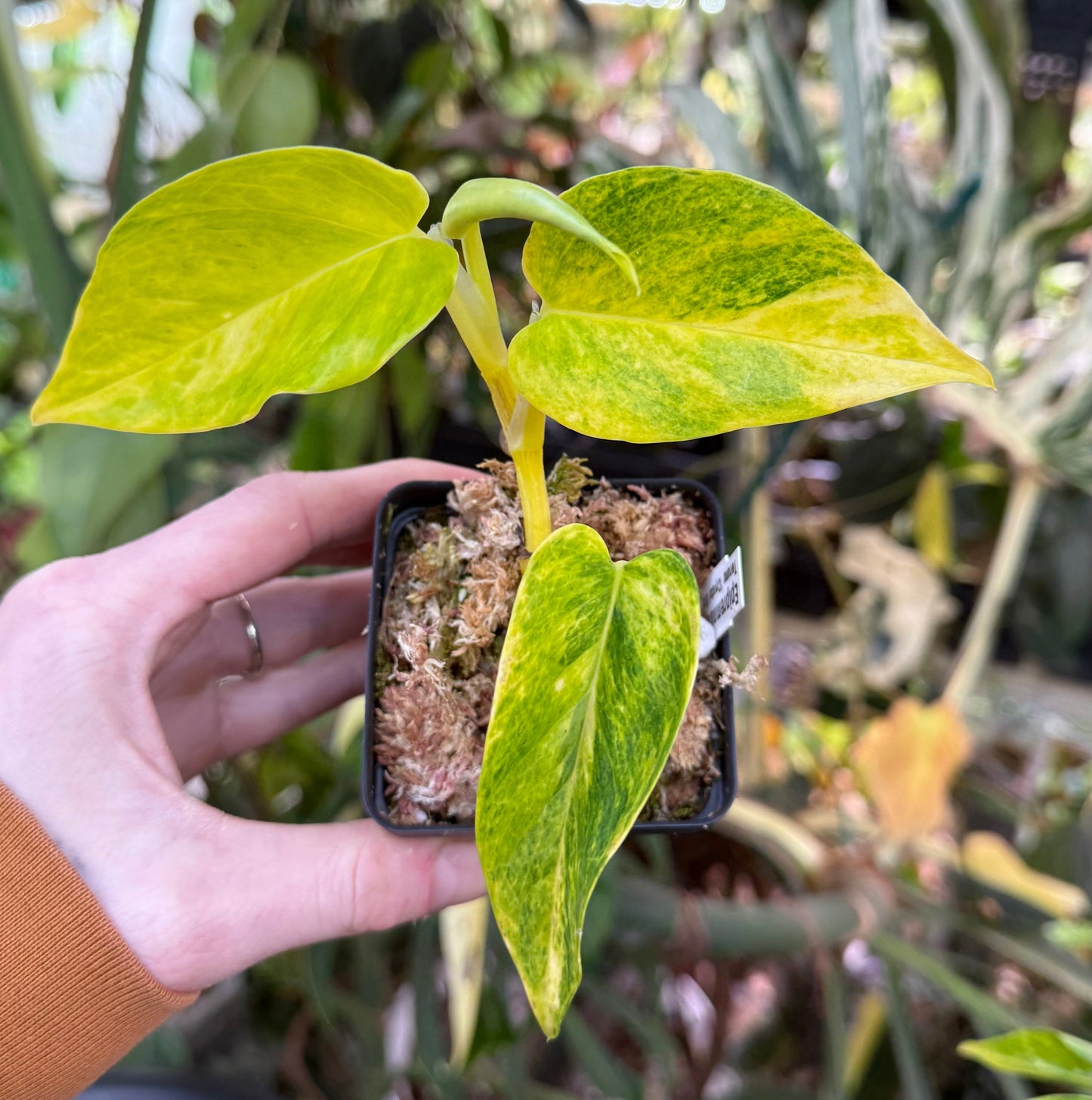 Epipremnum aureum Teruno 'Crystal Green' #25