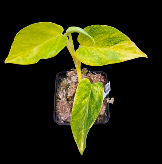 Epipremnum aureum Teruno 'Crystal Green' #25