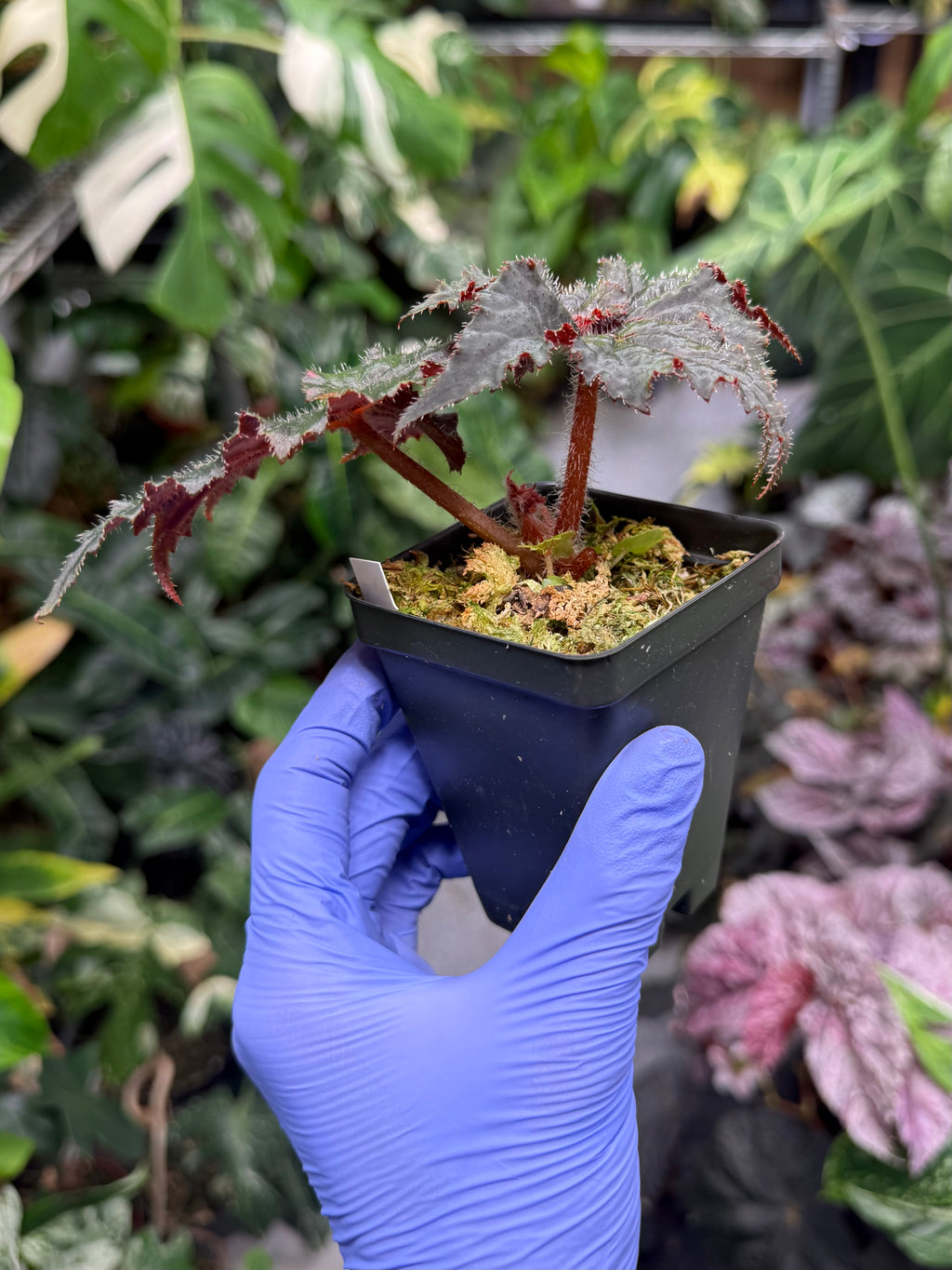 Begonia Florida Hybrid