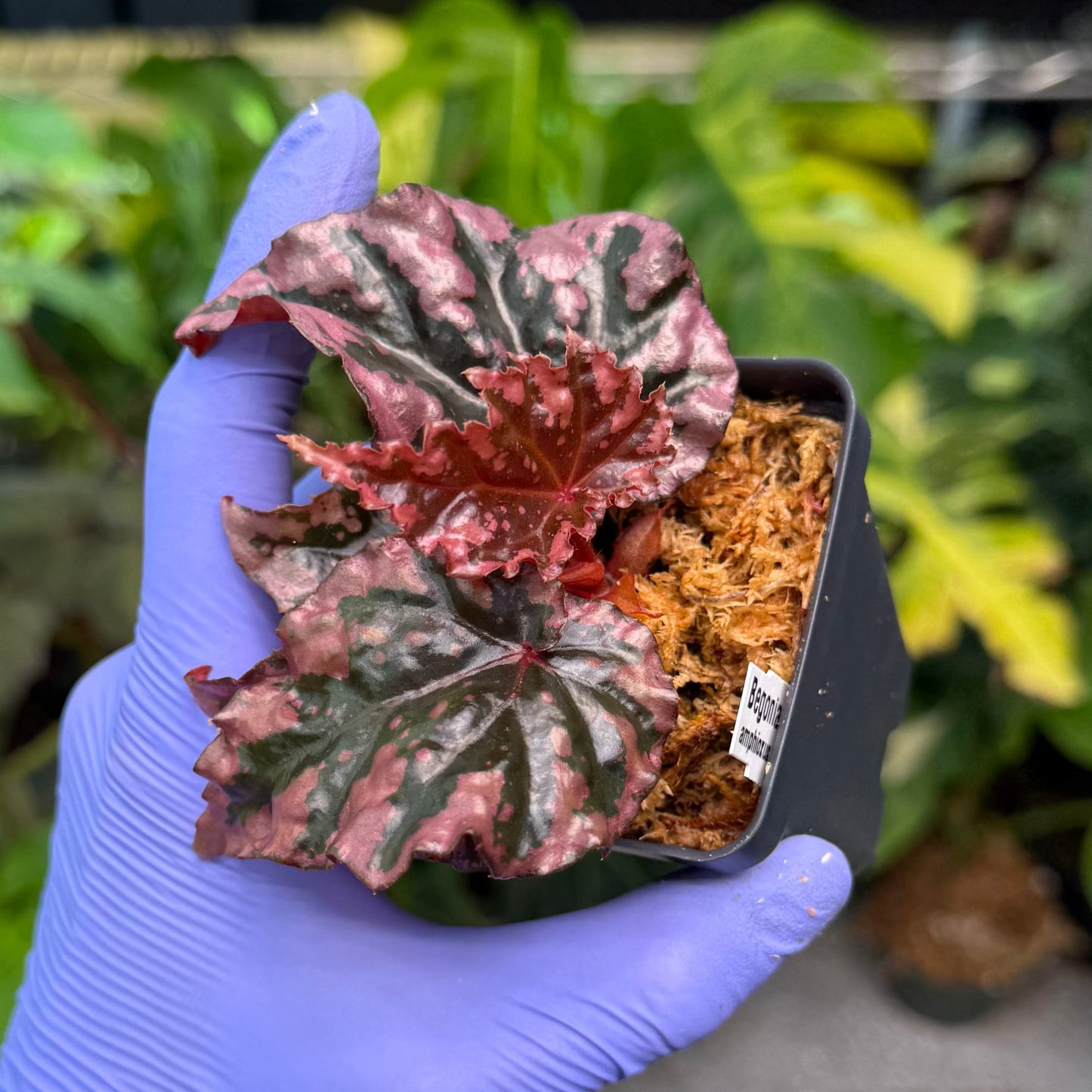 Begonia amphioxus x ignita