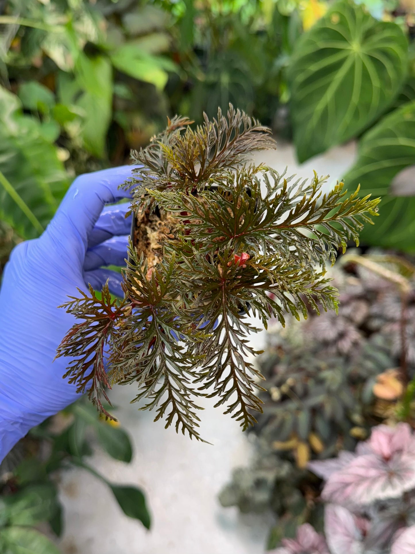 Begonia bipinnatifida