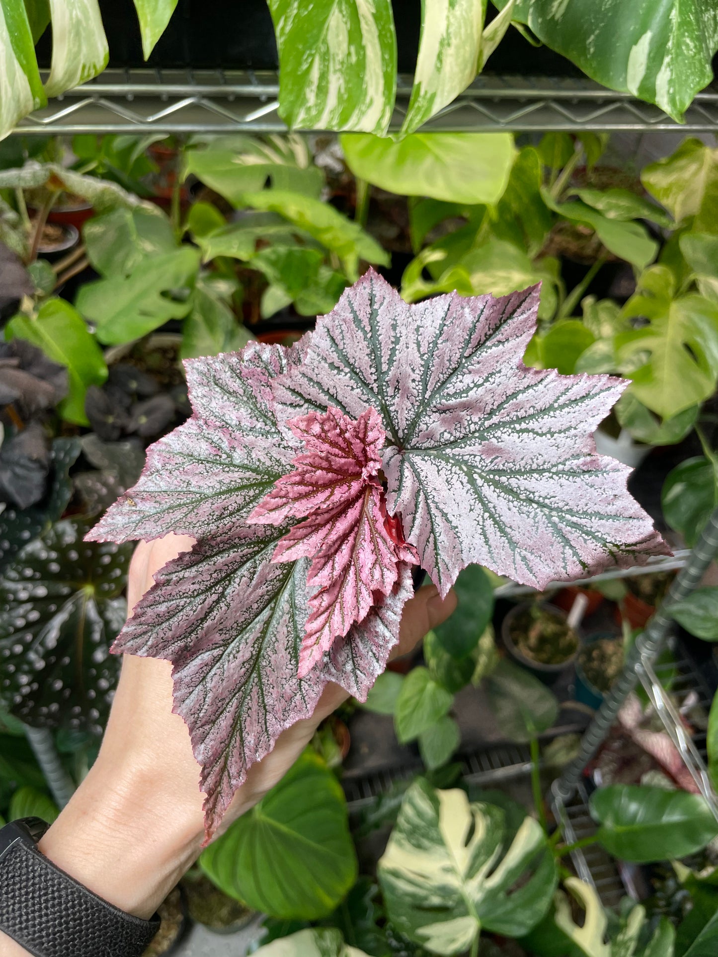 Begonia Pink Minx