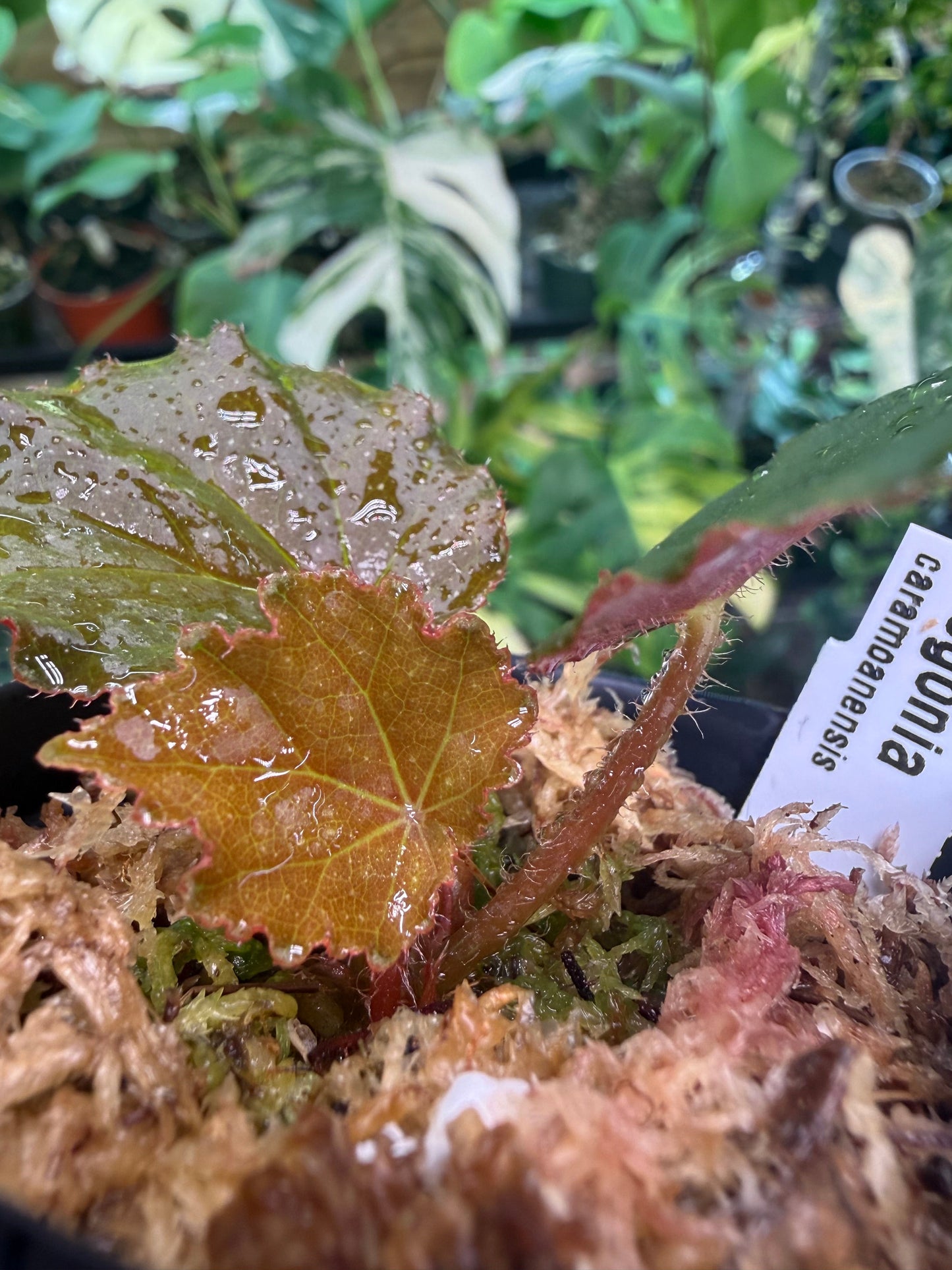 Begonia caramoanensis