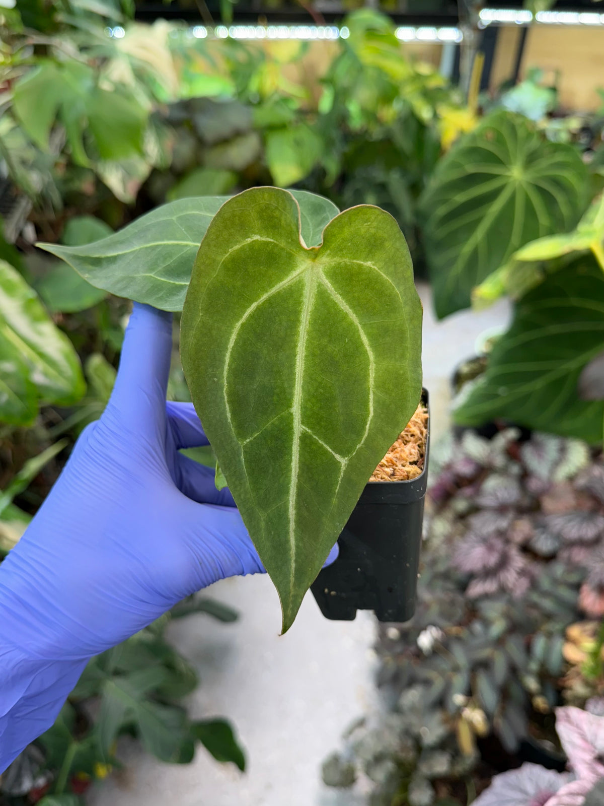Anthurium Mag’s Spaghetii (magnificum x forgetii)