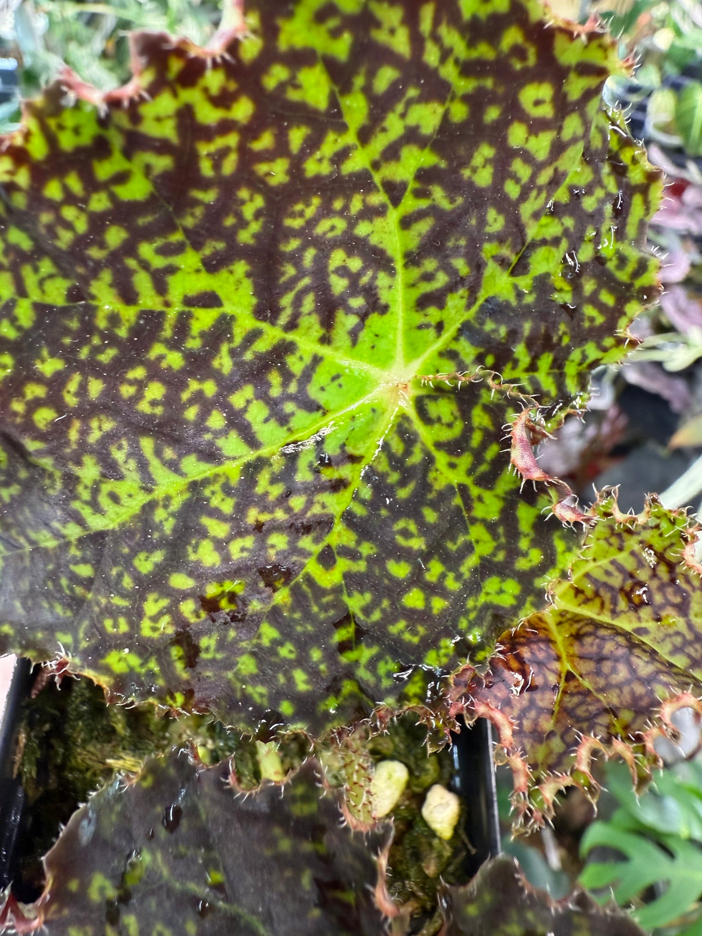 Begonia Deco Checks