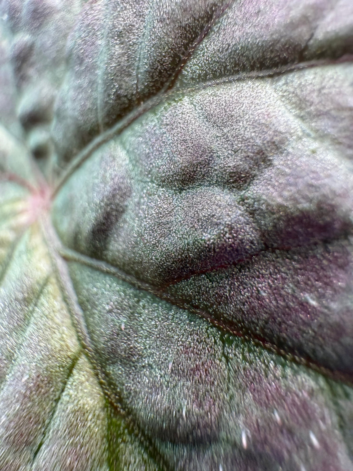 Begonia U508