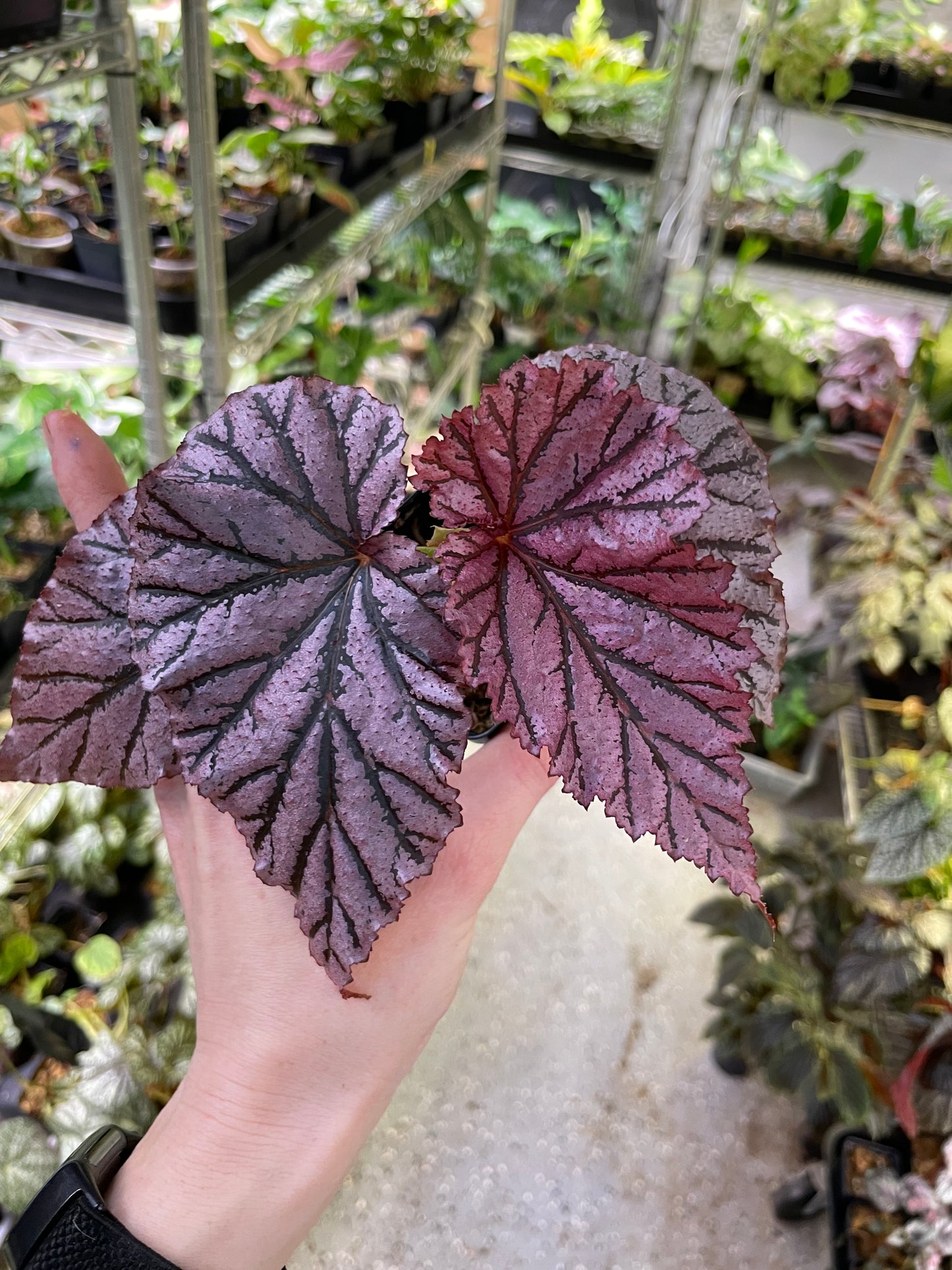 Begonia Gypsy Rose