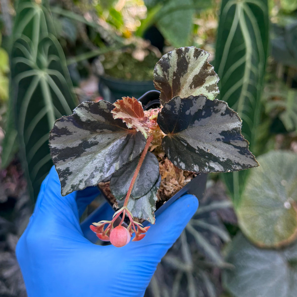 Begonia truncatifolia