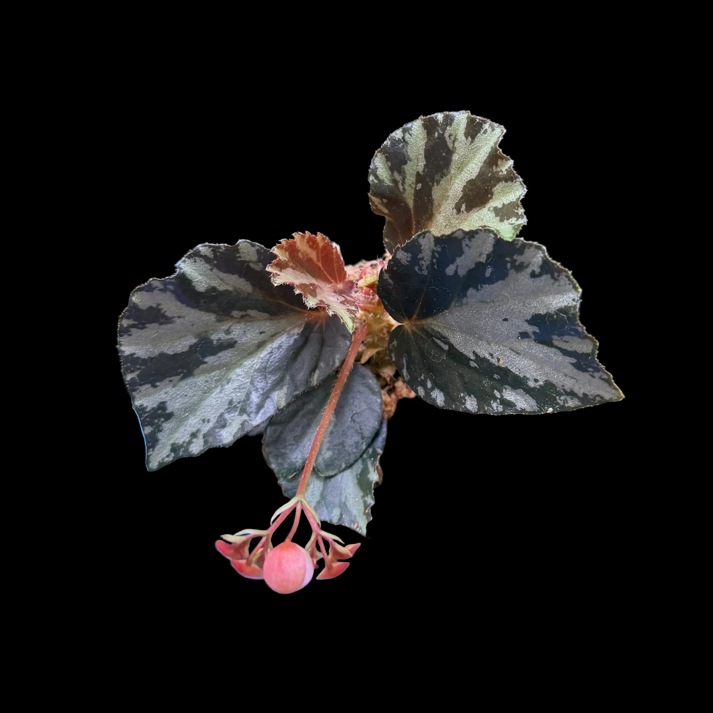 Begonia truncatifolia