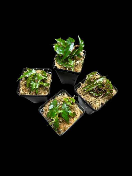 Begonia Amphioxus