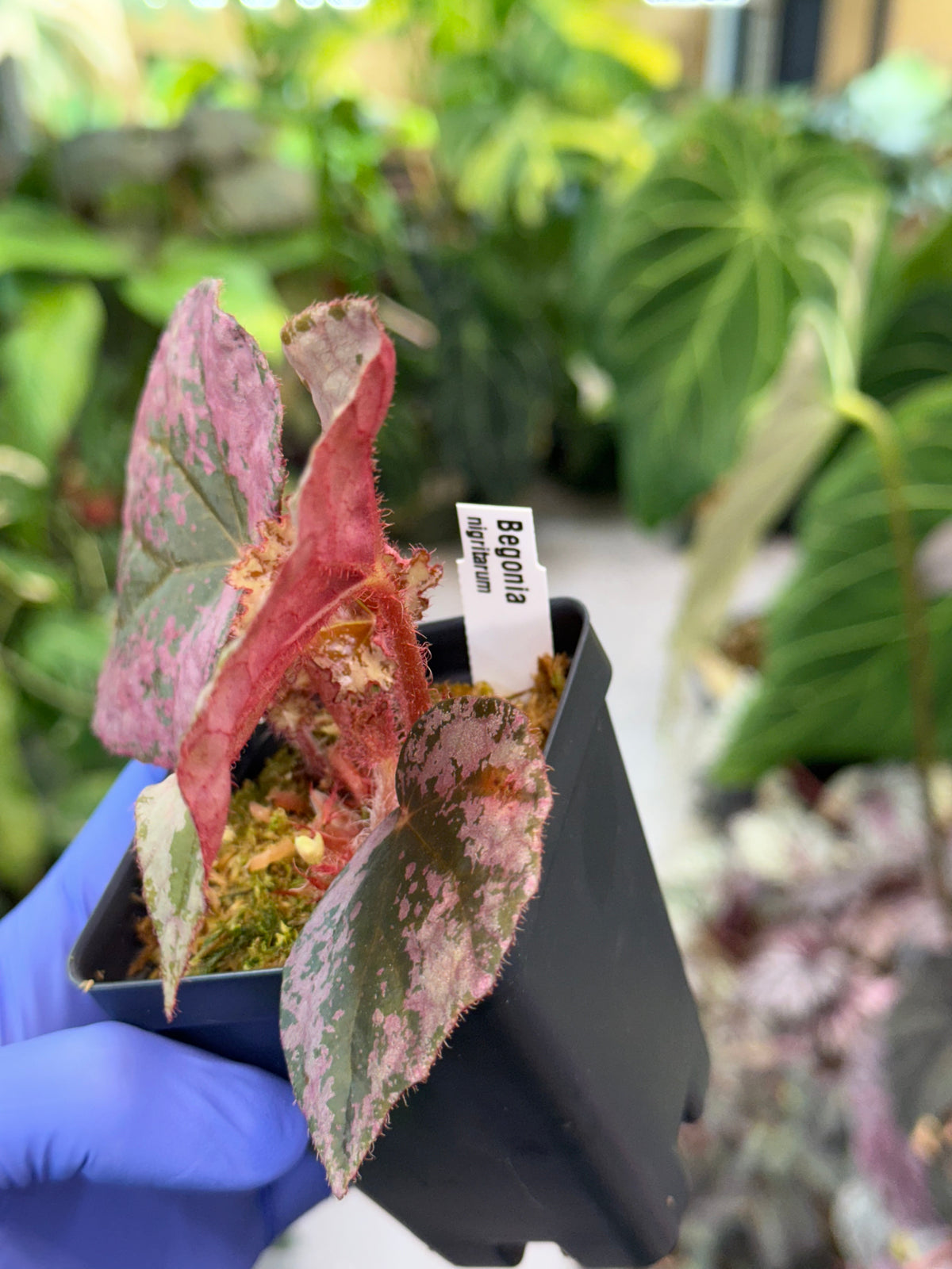 Begonia nigritarum
