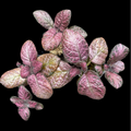 Episcia ‘Pink Acajou’