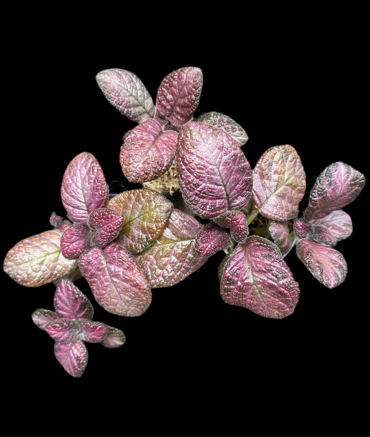Episcia ‘Pink Acajou’
