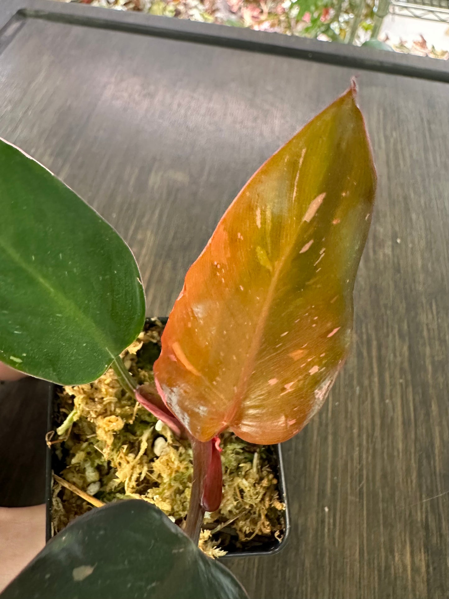 PURGE Philodendron Pink Princess Marble