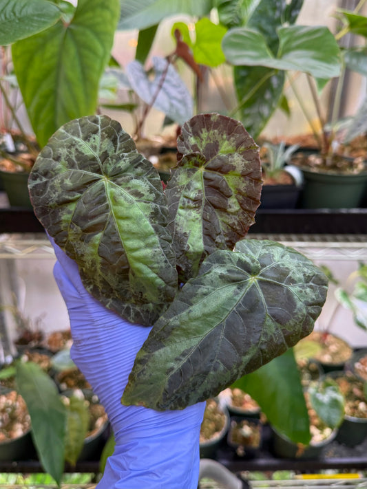 Begonia Burkillii